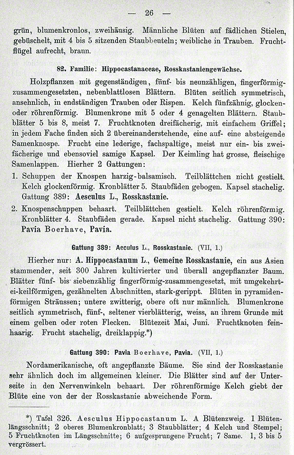 Thomé Rosskastanie